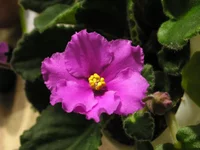P9250621.webp