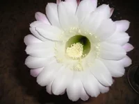 2005- 036.webp