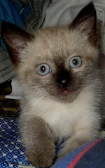  2011 125.webp