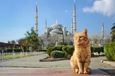 hdaef0.webp