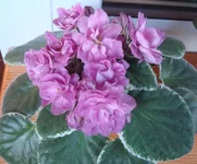 Ma's Show Girl1.webp