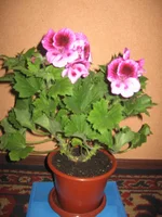  002.webp
