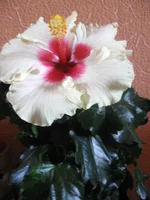  005.webp
