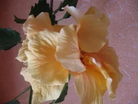 IMG_7014.webp
