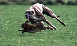 _1956951_greyhound300pa.webp