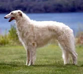 borzoi.webp