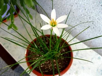 11 avgust.webp