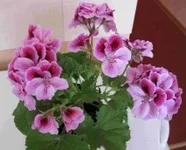 .webp