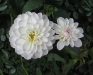 2.webp