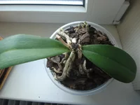 DSC00998.webp