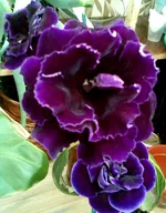 002.webp
