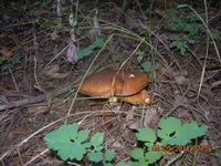 DSCN3490.webp