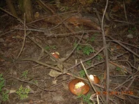DSCN3491.webp