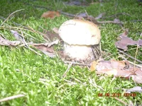 DSCN3494.webp