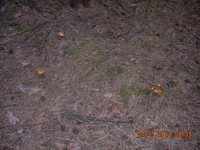 DSCN3496.webp