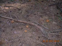 DSCN3497.jpg