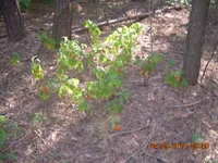 DSCN3498.webp