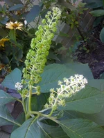 013 (5).webp