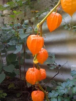 011 (5).webp