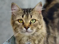 _котэ.webp