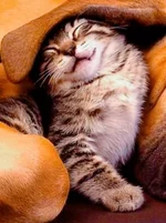 d0bbfh.webp
