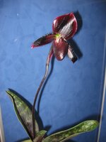 IMG_0017.jpg