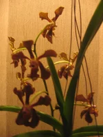 IMG_0051.jpg