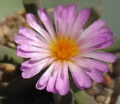 Frithia.jpg