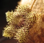 Huernia_hystrix.jpg