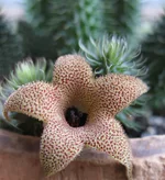 Huernia_pillansii.webp