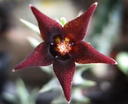 Orbea_semitubiflora.webp