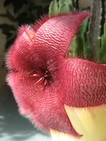 Stapelia gigantea.webp