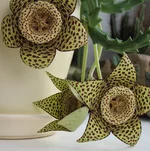 Stapelia_variegata.jpg
