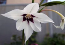 acidacenthera.webp