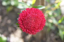 astra.webp