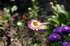 astra2.webp