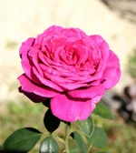 rose.webp