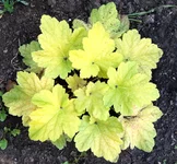 Electric Lime.webp