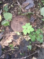 IMG_20110910_121329.webp