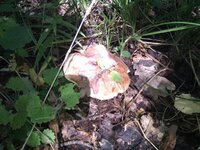 IMG_20110910_121430.jpg