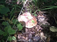 IMG_20110910_121430.webp