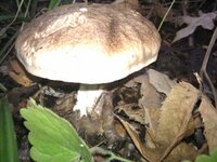 IMG_20110910_121631.jpg