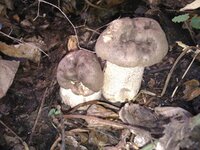 IMG_20110910_122251.jpg