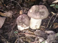 IMG_20110910_122251.webp