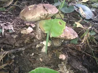 IMG_20110910_122412.webp