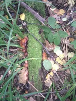 IMG_20110910_124358.webp