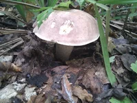 IMG_20110910_130525.webp