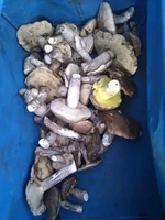 IMG_20110910_144602.webp