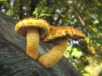 Pholiota_aurivella_1_STV_20061007.jpg