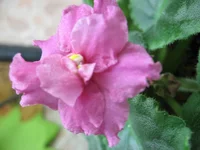 Alamo Flame_1479.webp